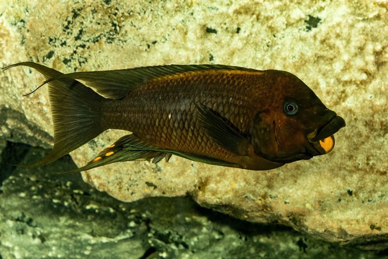 Petrochromis trewavasae 'Moliro'